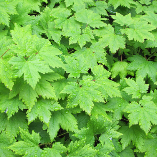 Tiarella cordifolia – 6 Pflanzen – Ø9cm – Höhe 10-25cm – Winterharte Schattenstaude – Weiße Blüten – Bodendecker für Beet, Gehölzrand & Waldgarten - Oasis of Life