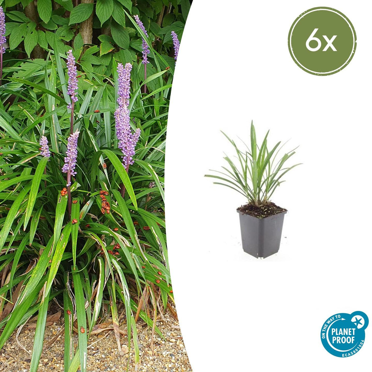 Lilientraube Liriope muscari 'Ingwersen' – ↕10-25cm – Ø9cm – 6 Pflanzen – Bodendecker, Immergrün, Violette Blüten, Winterhart, Pflegeleicht 