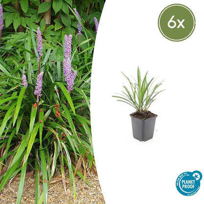 Lilientraube Liriope muscari 'Ingwersen' – ↕10-25cm – Ø9cm – 6 Pflanzen – Bodendecker, Immergrün, Violette Blüten, Winterhart, Pflegeleicht 