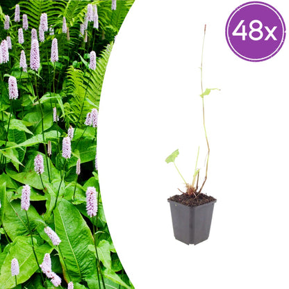 Persicaria amplexicaulis Alba Winterharte Staude Ø9cm 48 Stück