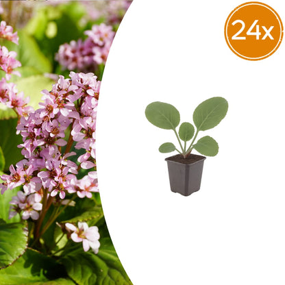 Schusterblume  Bergenia cordifolia –24 Pflanzen – 10-25cm – Ø9cm – Immergrüne Staude mit rosa Blüten – Winterharte Gartenpflanze für Beet, Schatten & Bodendecker - Oasis of Life