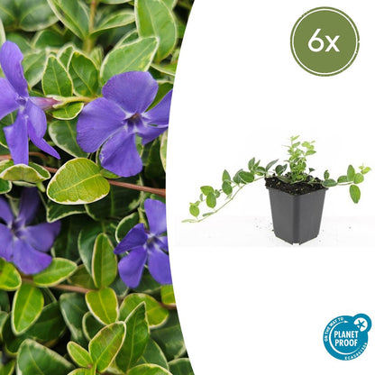 Kleinblättriges Immergrün Vinca minor 'Ralph Shugert' – ↕10-25cm – Ø9cm – 6 Pflanzen – Lavendelfarbene Blüten – Immergrün & pflegeleicht – Schattentauglicher Bodendecker 