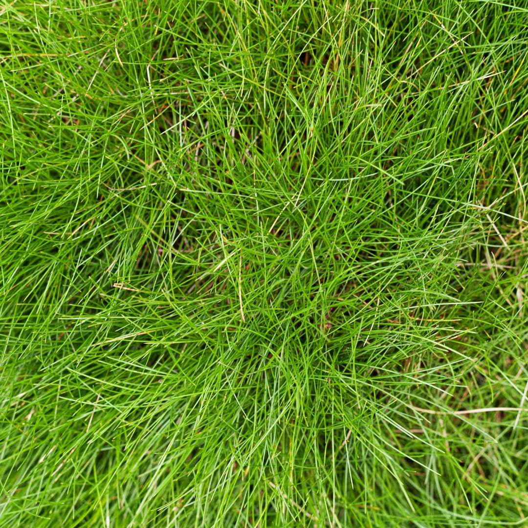 Festuca gautieri Zierschwingel Ø9cm 6 Stück