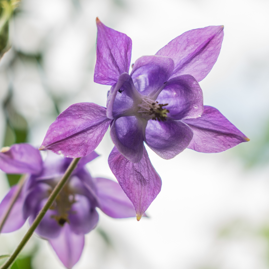 Akelei Aquilegia vulgaris – 6 Pflanzen – Blühende Staude für Sonne & Halbschatten – Insektenfreundlich für Beet & Naturgarten – 10-25cm – Ø9cm – Winterhart - Oasis of Life