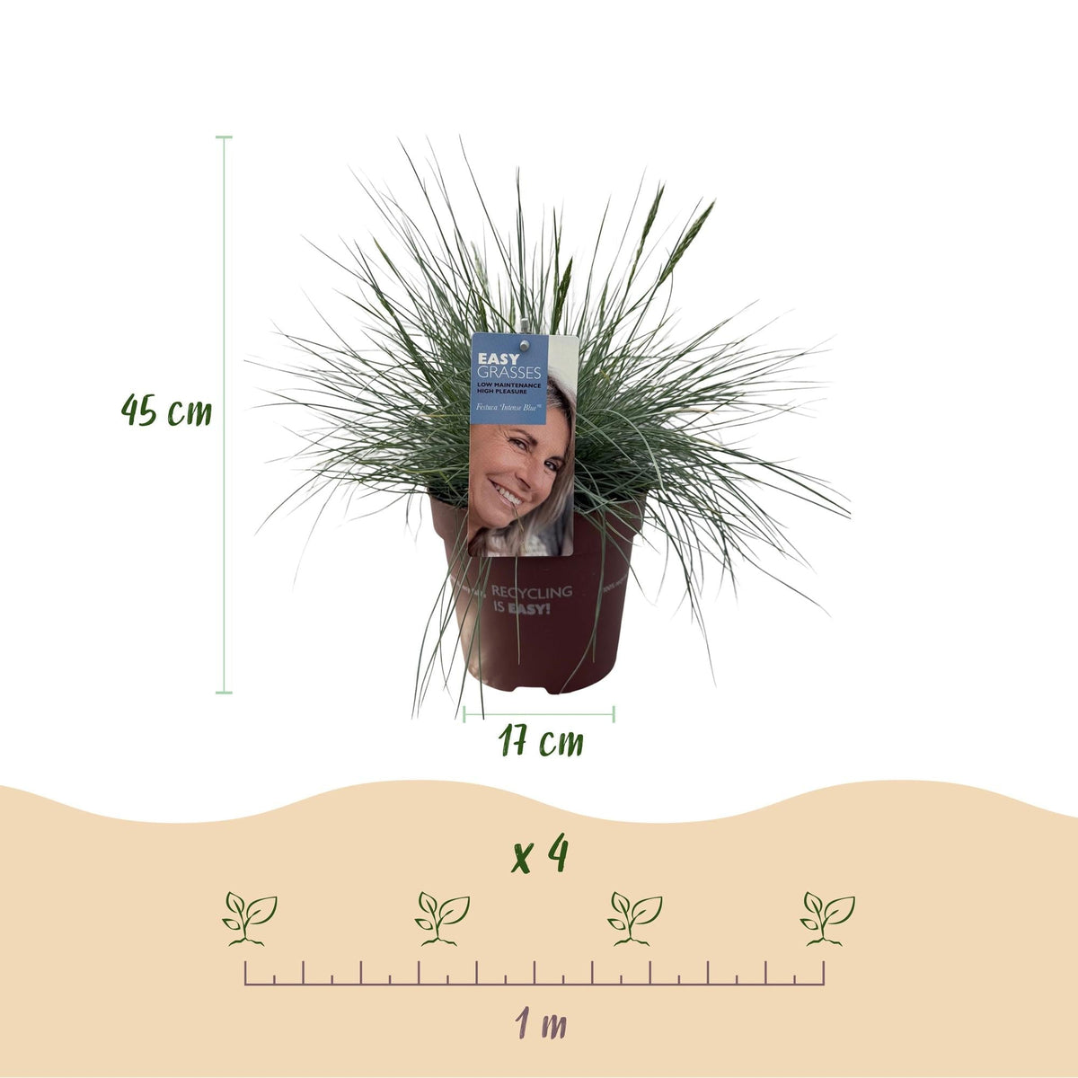 Blauschwingel Festuca glauca Intense Blue – 2 Pflanzen Ø17cm – Immergrün – Pflegeleicht – Blaugrüne Ziergras-Höhe ca. 50cm 