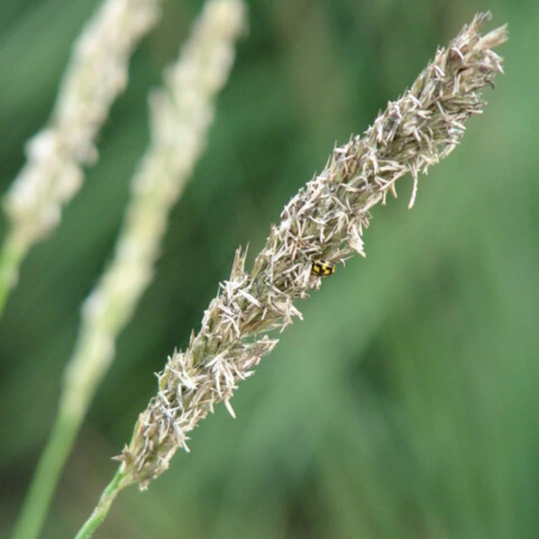 Sesleria autumnalis – 6 Pflanzen – Ø9cm – Höhe 10-25cm – Winterhartes Ziergras – Goldbraune Herbstfärbung – Pflegeleicht für Beet, Steingarten & Naturgarten - Oasis of Life