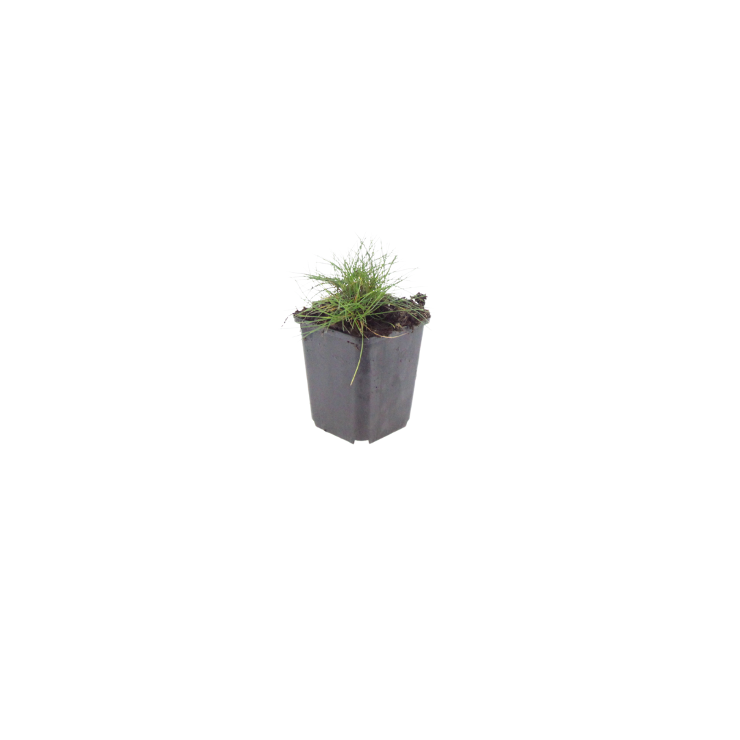 Festuca gautieri Zierschwingel Ø9cm 6 Stück