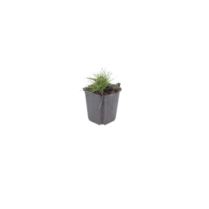 Festuca gautieri Zierschwingel Ø9cm 6 Stück