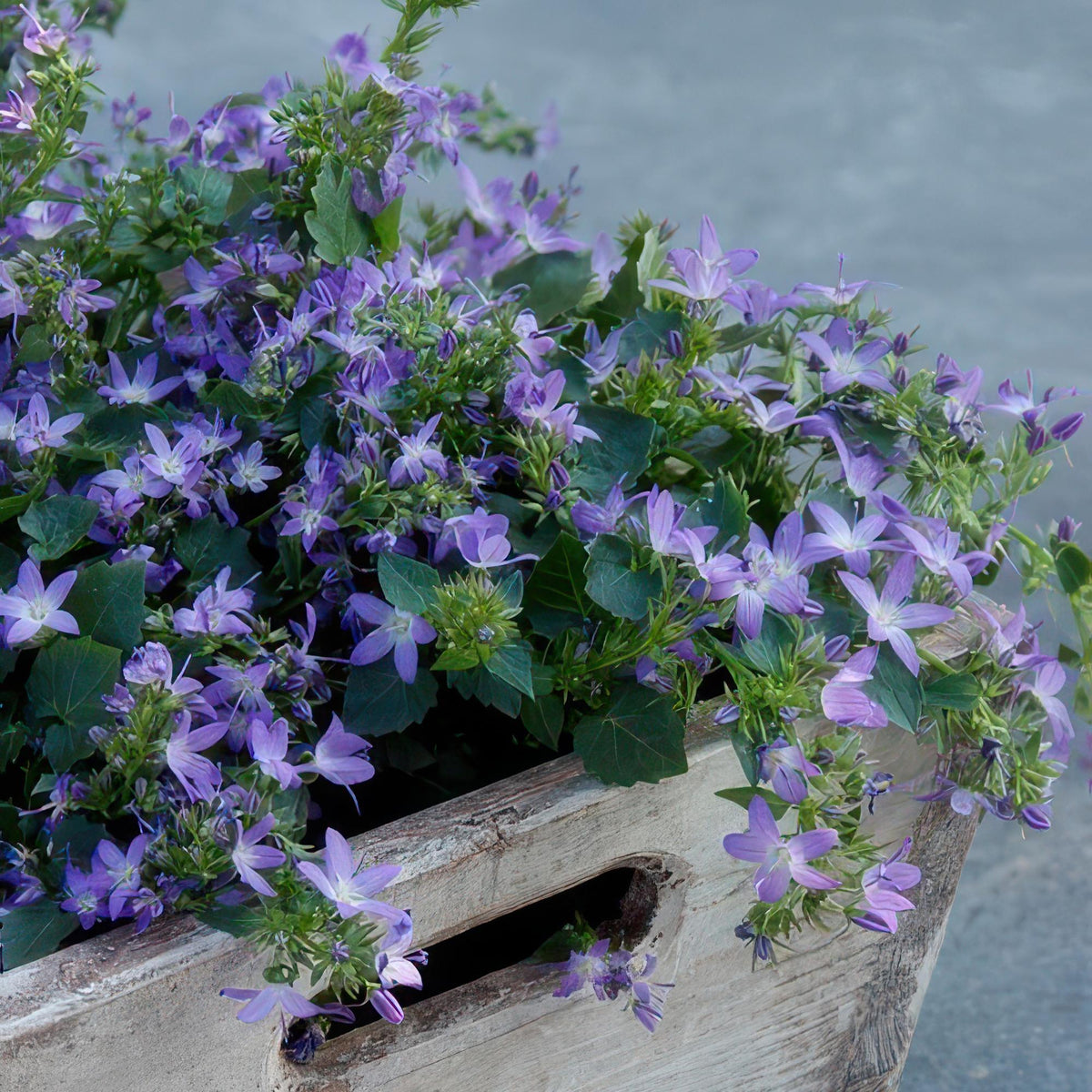 Campanula poscharskyana 'Stella' – Hängepolster-Glockenblume – Blaue Blüten – ↕10-25 cm – Ø9 cm – 6 Pflanzen – Überhängend & pflegeleicht – Für Beete, Mauern & Balkon 