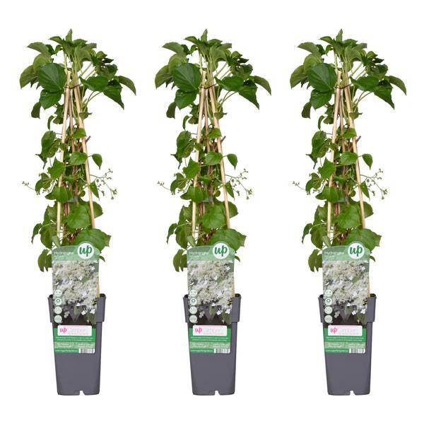 Kletter-Hortensie - Hortensie petiolaris - ↨65cm - Ø15cm - 3 Stück 