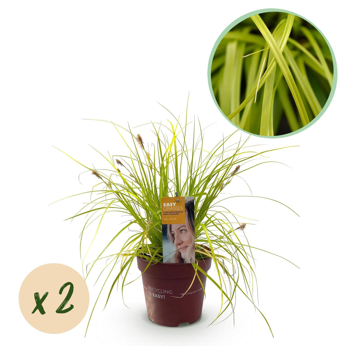 Japansegge Carex oshimensis Everillo – 2 Pflanzen Ø17cm – Immergrün – Pflegeleicht – Leuchtend gelbe Blätter – Ziergras Höhe ca. 50cm 