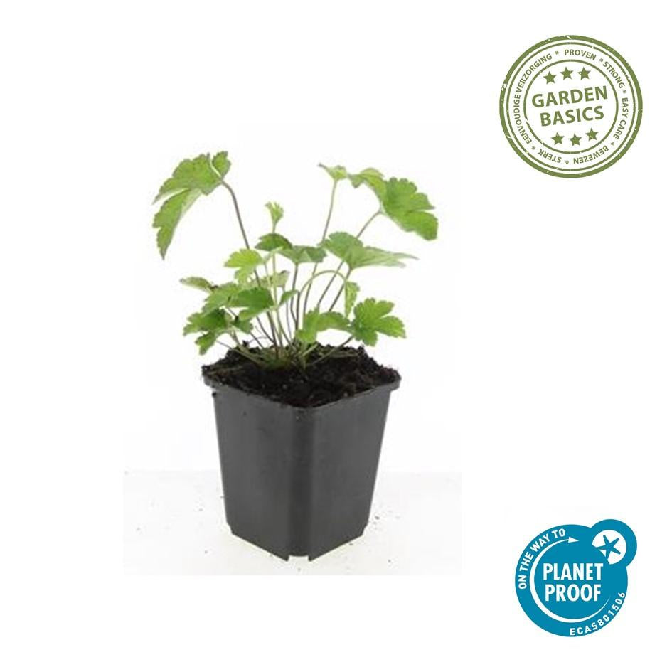 Filzige Herbst-Anemone – Anemone tom. 'Robustissima' – ↕10-25cm – Ø9cm – 6 Pflanzen – Bienenfreundliche, purpurblaue Staude für Beete & Rabatten 