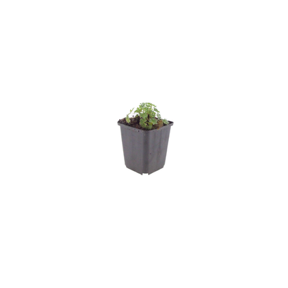 Geranium cinereum Ballerina Winterharte Staude Ø9cm 6 Stück