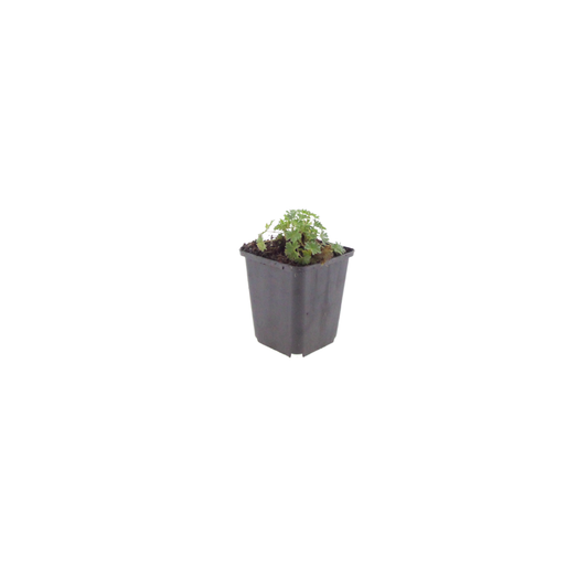 Geranium cinereum Ballerina Winterharte Staude Ø9cm 6 Stück