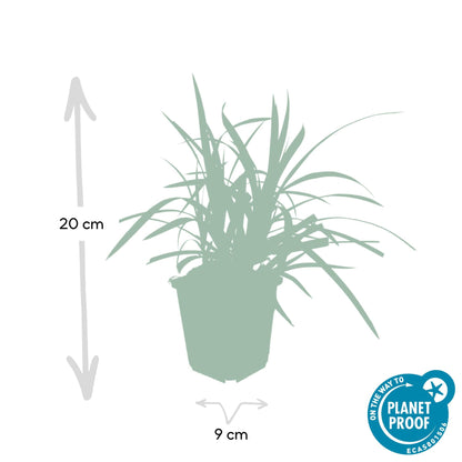 Grünblättrige Segge Carex morrowii 'Irish Green' – ↕10-25cm – Ø9cm – 6 Pflanzen – Bodendecker – Immergrün – Pflegeleicht – Schattentauglich 