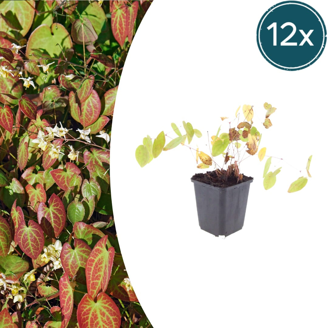 Elfenblume Epimedium × youngianum ‘Niveum’ Weiße Schattenstaude Ø9cm 12 Stück