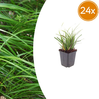 Japan-Segge Carex morrowii – 24 Pflanzen – Immergrünes Ziergras für Schatten & Halbschatten – Bodendecker für Beet & Garten – 10-25cm – Ø9cm – Winterhart & pflegeleicht - Oasis of Life
