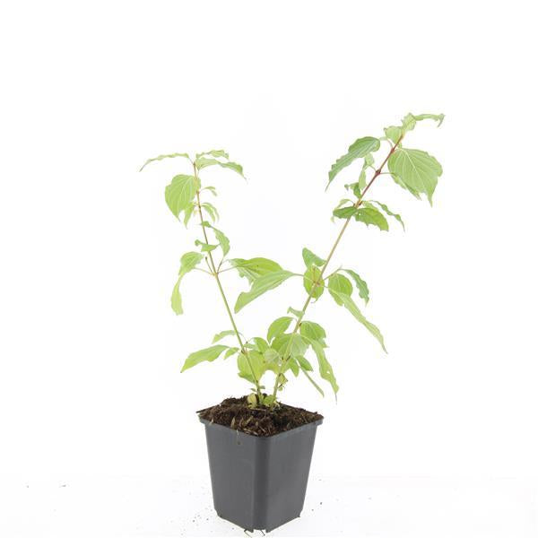 Cornus sanguinea 'Anny's Winter Orange' – 24 Pflanzen – ↕10-25cm – Ø9cm – Hartriegel – Winterfärbung, robust & pflegeleicht 