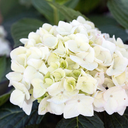 Green boutiQ - Gartenpflanze - Hydrangea Endless Summer The Bride - Hortensie - Winterhart - Weiß - 2 Pflanzen - Topf 14cm - Höhe 20-25cm 