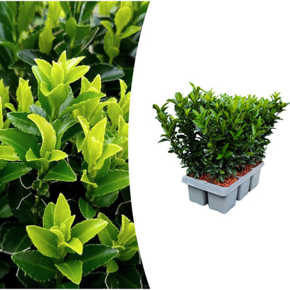 Japanischer Spindelstrauch Euonymus 'Green Spire' – Ø7cm – ↨15cm – 6 Pflanzen – Aufrechter, winterharter Zierstrauch für Garten, Terrasse & Hecke 