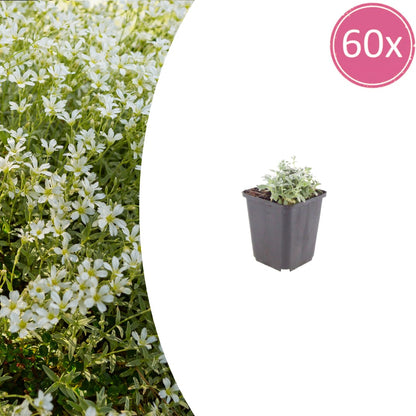 Filziges Hornkraut Cerastium tomentosum Winterharte Bodendecker Staude mit weißen Blüten Ø9cm 60 Stück