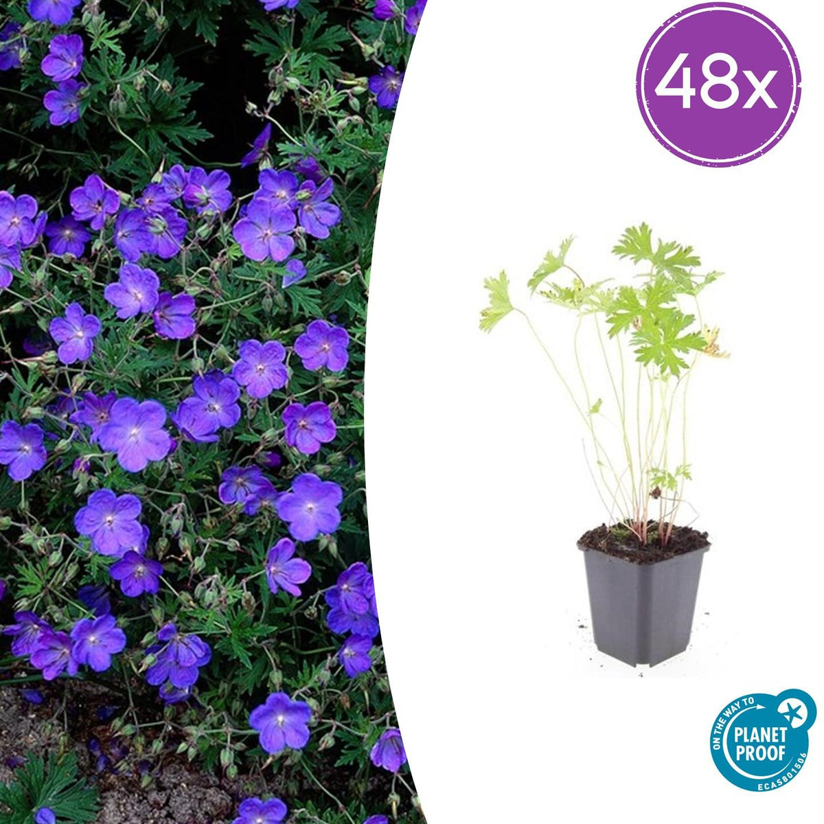 Geranium 'Johnson's Blue' – 48 Pflanzen – ↕10-25cm – Ø9cm – Blau blühende Staude & Bodendecker – Winterhart & pflegeleicht 