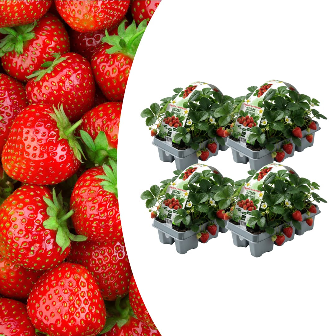 Erdbeeren, 6er-Pack (Fragaria), 100 % biologisch 