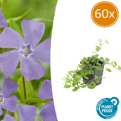 Kleines Garten-Immergrün Vinca minor 'La Grave' – 60 Pflanzen – ↨10-25 cm, Ø9 cm – Immergrüner Bodendecker mit violetten Blüten, schattentolerant & pflegeleicht 