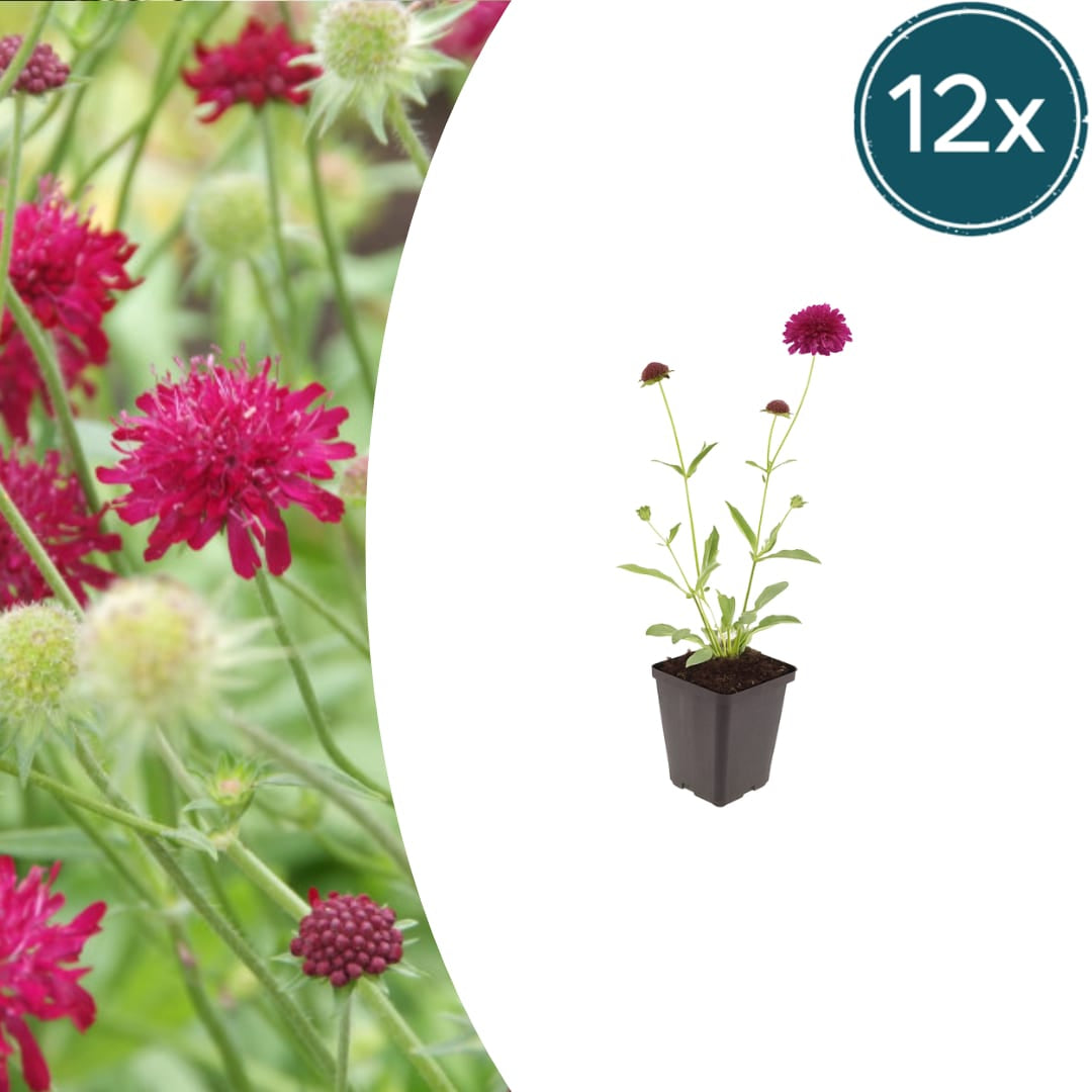 Knautia macedonica Winterharte Staude Ø9cm 12 Stück