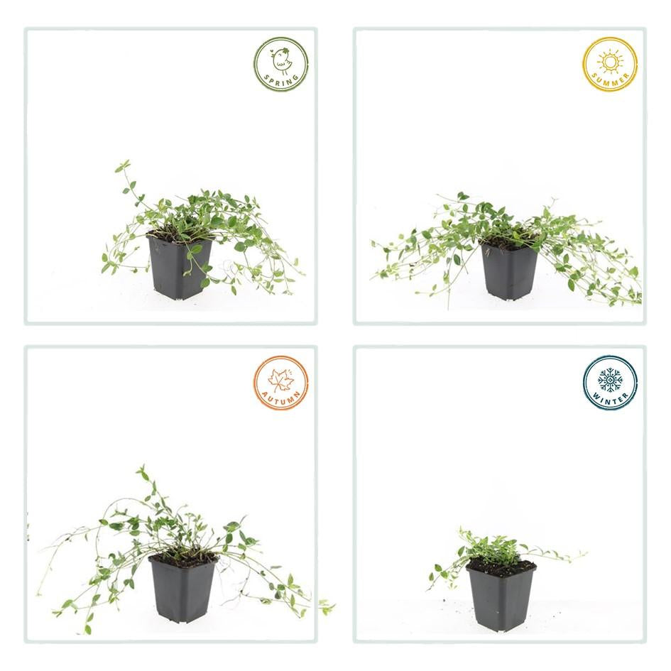 Kleines Immergrün Vinca minor 'Gertrude Jekyll' – ↕10-25cm – Ø9cm – 6 Pflanzen – Weiße Blüten – Immergrüner Bodendecker – Schattentauglich & pflegeleicht 