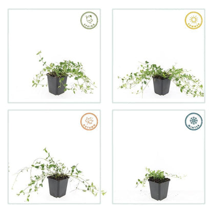 Kleines Immergrün Vinca minor 'Gertrude Jekyll' – ↕10-25cm – Ø9cm – 6 Pflanzen – Weiße Blüten – Immergrüner Bodendecker – Schattentauglich & pflegeleicht 
