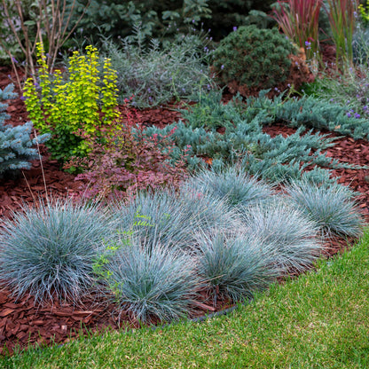 Blauschwingel Festuca glauca Intense Blue – 2 Pflanzen Ø17cm – Immergrün – Pflegeleicht – Blaugrüne Ziergras-Höhe ca. 50cm 