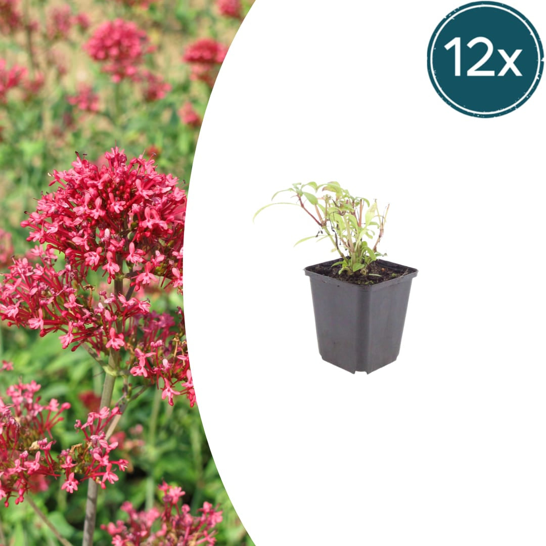 Rote Spornblume Centranthus ruber ‘Coccineus’ – 12 Pflanzen – Sommerblühende Staude – 10-25cm – Ø9cm – Bienenpflanze für sonnige Beete - Oasis of Life