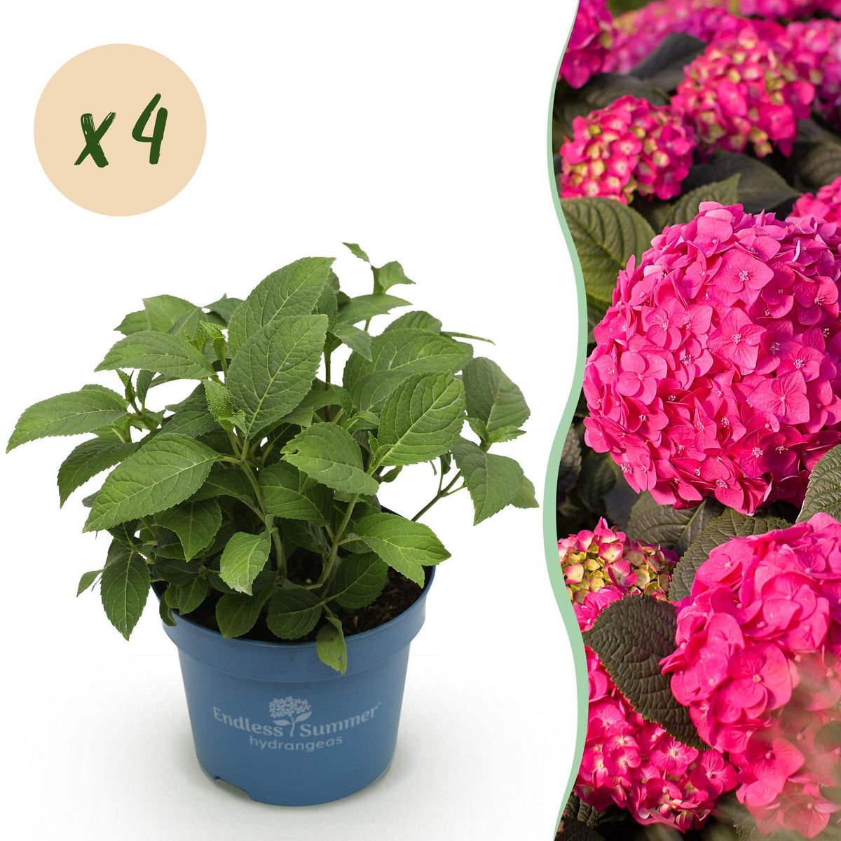 Hortensie Hydrangea Endless Summer Summer Love Red 4er Set – winterhart rot – 14cm – Höhe 20-25cm – blüht an altem & neuem Holz – für Beet, Hecke, Balkon & Terrasse 