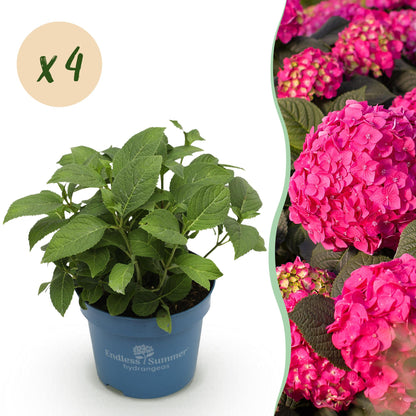 Hortensie Hydrangea Endless Summer Summer Love Red 4er Set – winterhart rot – 14cm – Höhe 20-25cm – blüht an altem & neuem Holz – für Beet, Hecke, Balkon & Terrasse 