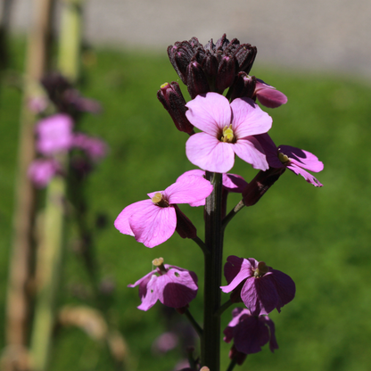 Erysimum Bowles Mauve – Goldlack Staude – 10-25cm – Ø9cm – Langblühende Gartenpflanze für Sonne – Ansicht 4