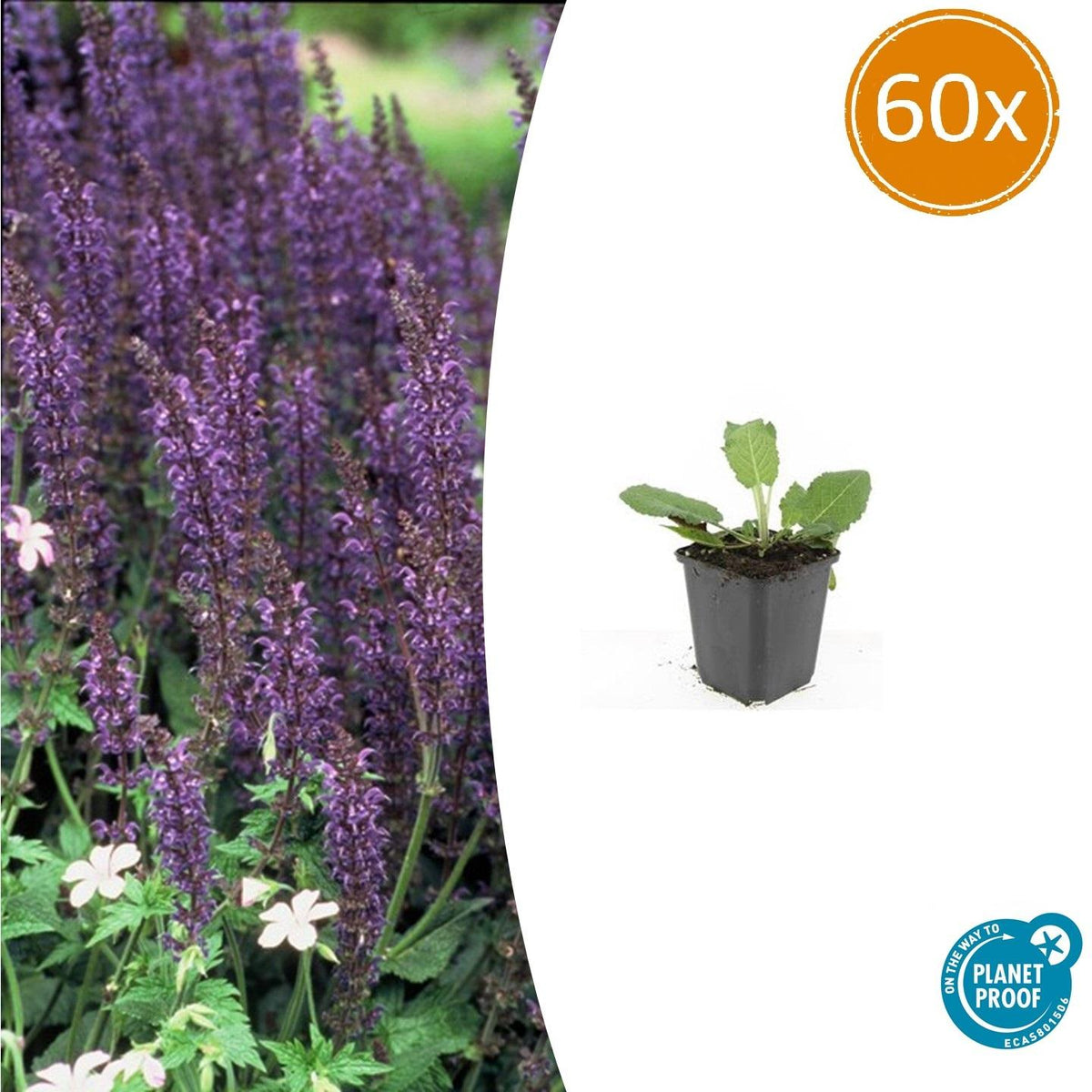 Blüten-Salbei Salvia nemorosa 'Mainacht' – ↕10-25cm – Ø9cm – 60 Pflanzen – Staude mit intensiv blauen Blütenähren – Bienenfreundlich, winterhart & pflegeleicht 