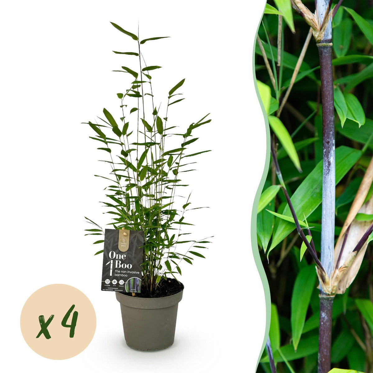 GreenboutiQ - Bambus - Fargesia Black Dragon - Grün - 4 Pflanzen - Immergrün - Wuchernicht - Topf 14cm Höhe 35cm 