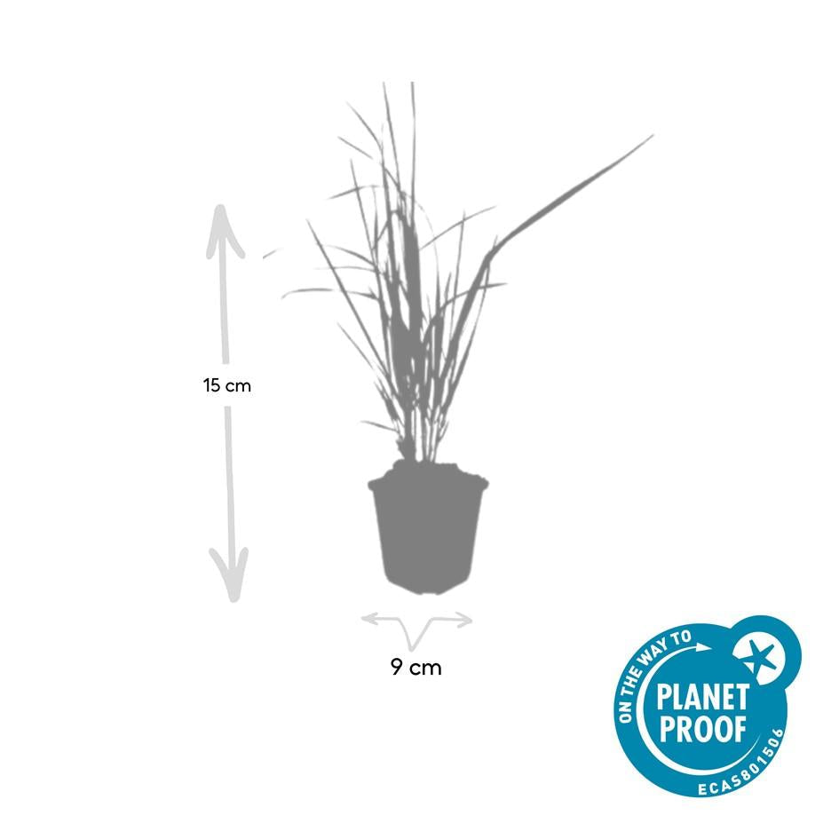 Sandrohr – Calamagrostis acutiflora 'Karl Foerster' – ↕10-25cm – Ø9cm – 6 Pflanzen – winterhartes Ziergras, aufrecht wachsend 