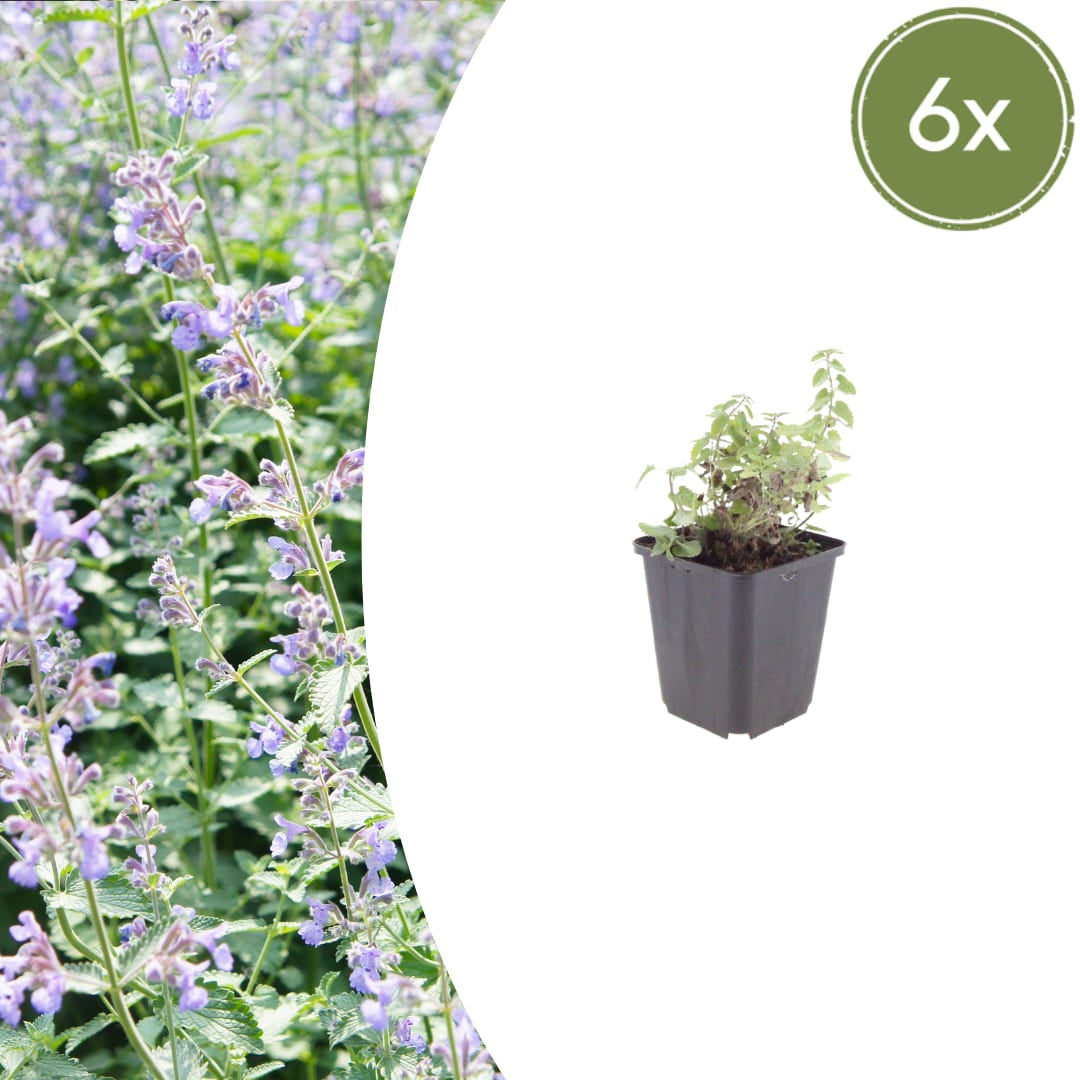 Nepeta faassenii Katzenminze Winterharte Staude Ø9cm 6 Stück