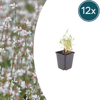 Gaura lindheimeri Prachtkerze – Ø9cm – Höhe 10-25cm – Weiße Rosa Blüten – Sommerblühende Staude – Ansicht 11
