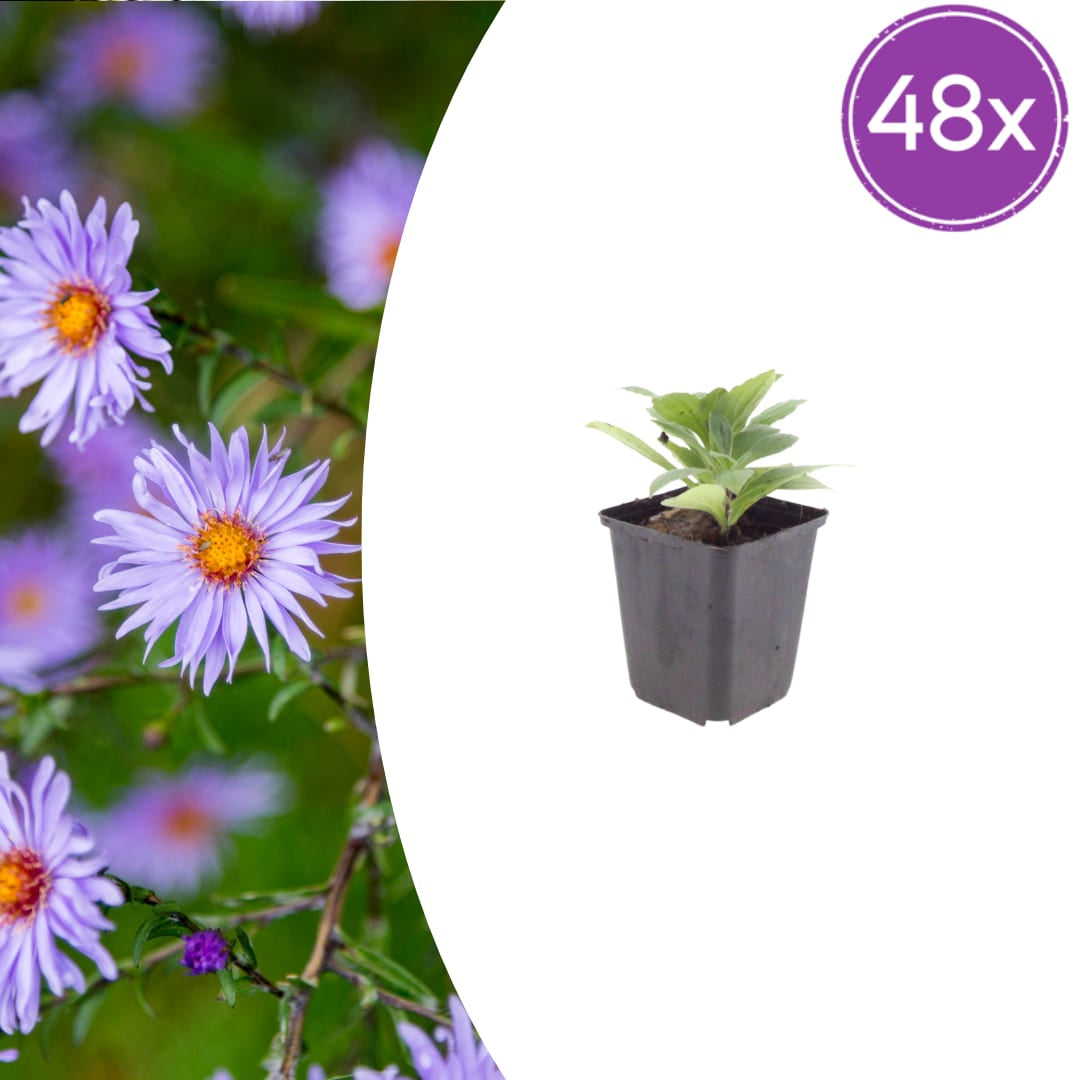 Sommeraster Aster frikartii Mönch Langblühende Staude für sonnige Beete Ø9cm 48 Stück