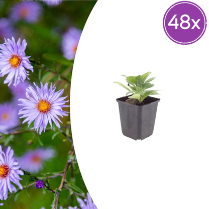 Sommeraster Aster frikartii Mönch Langblühende Staude für sonnige Beete Ø9cm 48 Stück