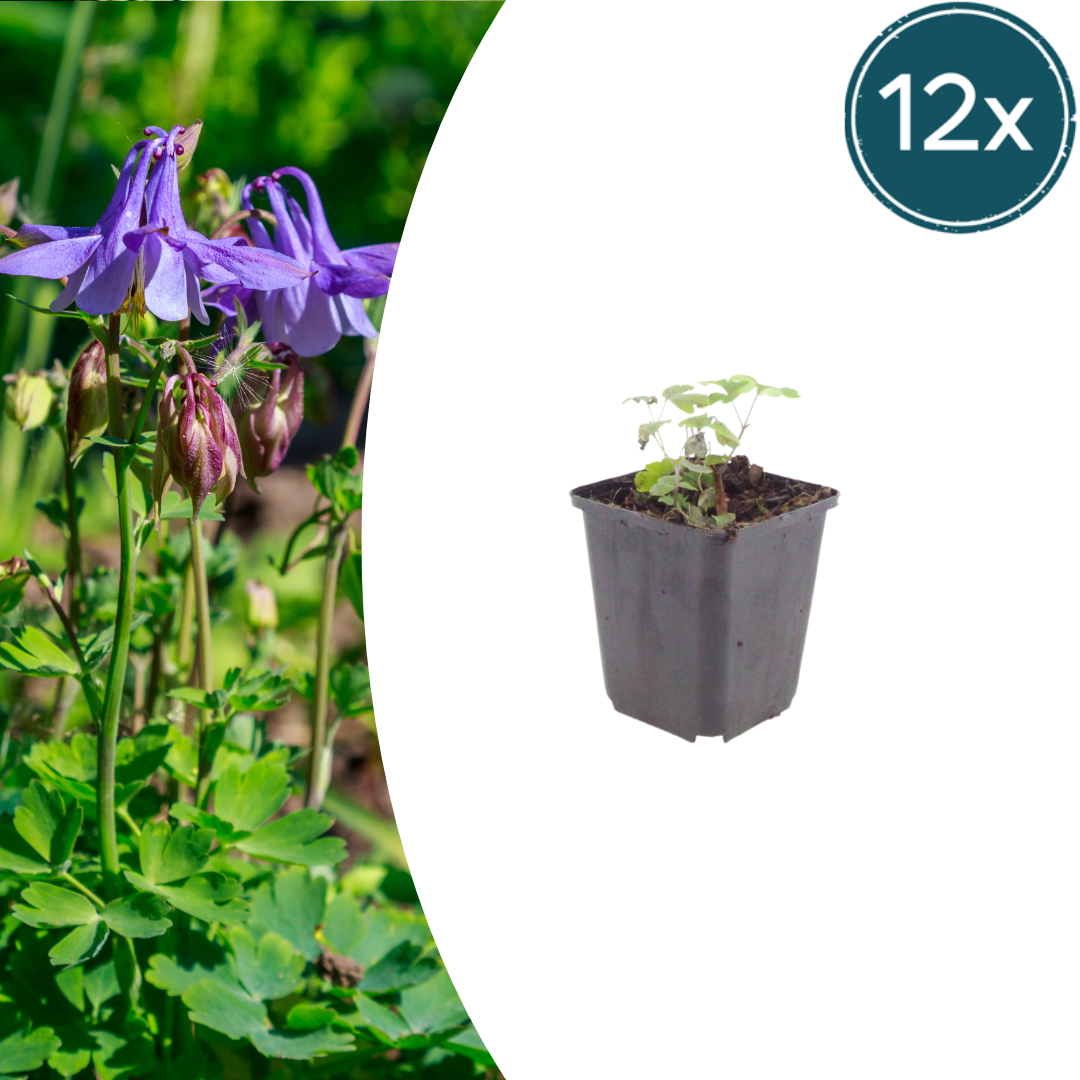 Akelei Aquilegia vulgaris – 12 Pflanzen – 10-25cm – Ø9cm – Winterharte Staude für Sonne & Halbschatten – Blühpflanze für Beet, Steingarten & Naturgarten - Oasis of Life
