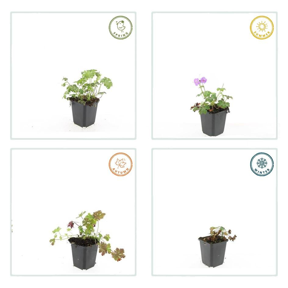 Storchschnabel Geranium cantabrigiense 'Cambridge' – ↕10-25cm – Ø9cm – 6 Pflanzen – Rosa Blüten – Niedrig wachsender Bodendecker – Pflegeleicht 