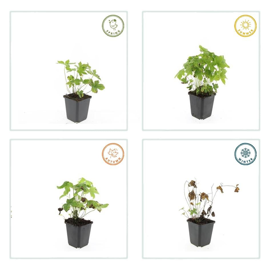 Knotiger Storchschnabel Geranium nodosum – ↕10-25cm – Ø9cm – 6 Pflanzen – Winterharte Staude & Bodendecker – Tiefpurpurne Blüten 