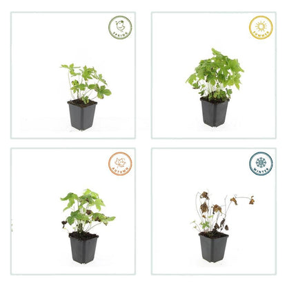 Knotiger Storchschnabel Geranium nodosum – ↕10-25cm – Ø9cm – 6 Pflanzen – Winterharte Staude & Bodendecker – Tiefpurpurne Blüten 