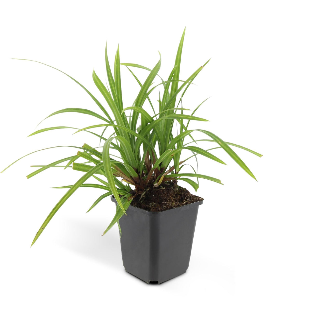 Grünblättrige Segge Carex morrowii 'Irish Green' – ↕10-25cm – Ø9cm – 6 Pflanzen – Bodendecker – Immergrün – Pflegeleicht – Schattentauglich 