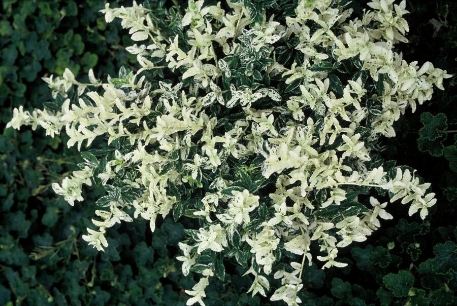 Kriechspindel – Euonymus fortunei 'Harlequin' – ↕10-25 cm – Ø9 cm – 6 Pflanzen – Bodendecker – Buntlaub – Sonne & Schatten – Pflegeleicht – Winterhart 