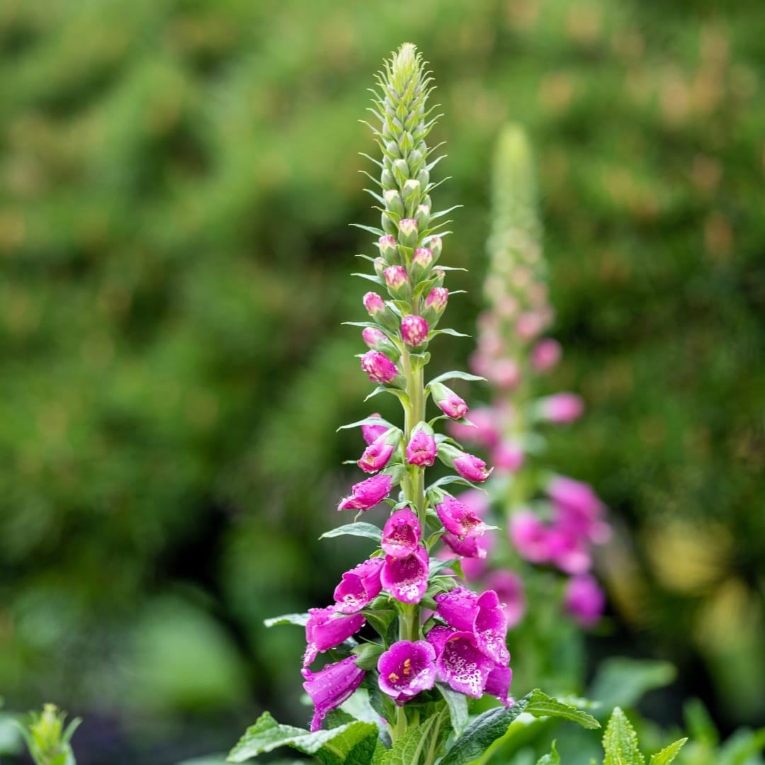Roter Fingerhut Digitalis purpurea Hohe Blütenstaude für Garten & Cottage Ø9cm 6 Stück